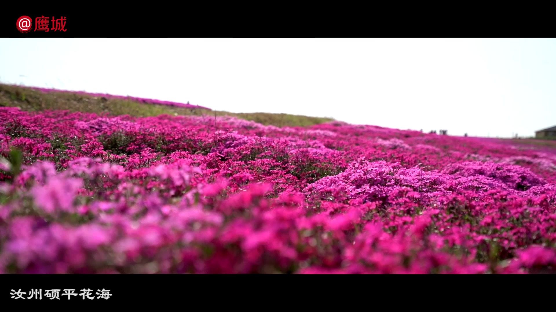 汝州粉色花海,满足你的少女心!