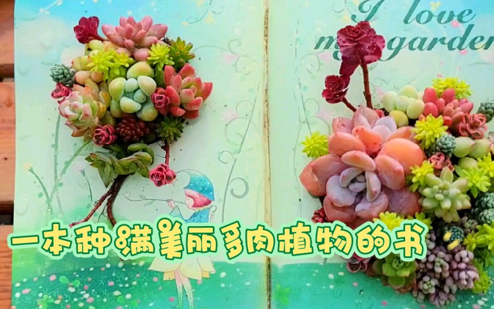 A book full of beautiful succulents.一本种满美丽多肉植物的书.哔哩哔哩bilibili