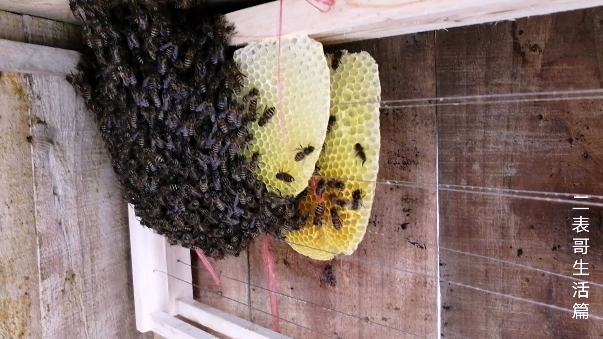 小伙的小蛋群蜜蜂过箱了五天,造脾非常的乱,但还是非常稳定的