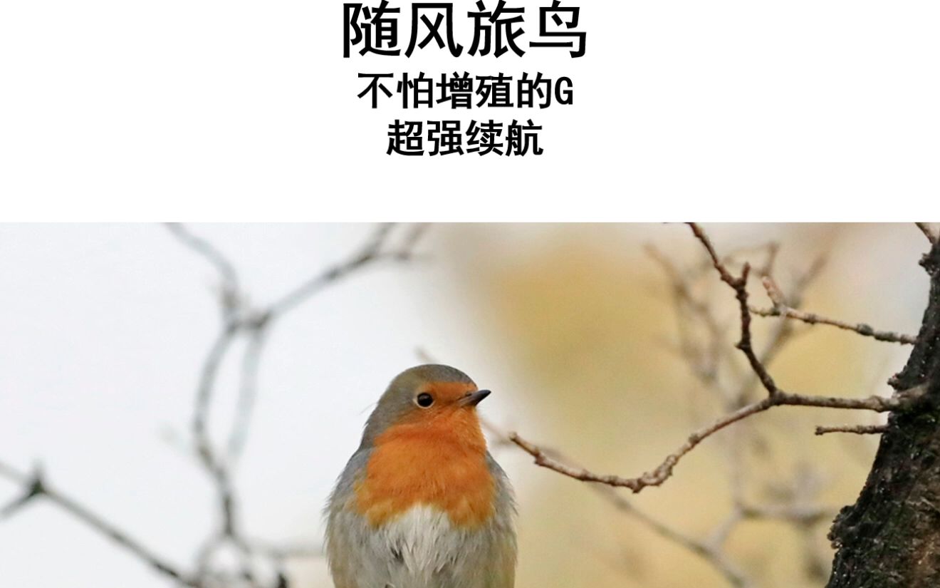 活动作品游戏王ocg随风旅鸟竞技构筑介绍