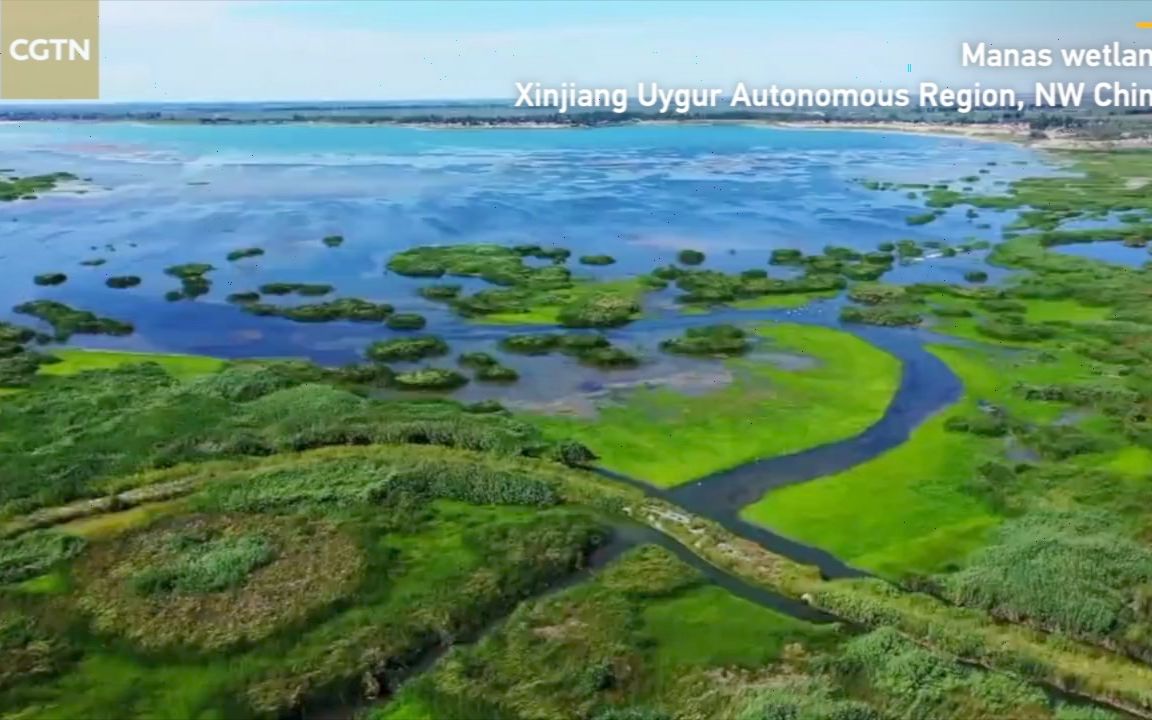 [图]夏日玛纳斯成候鸟天堂，4万多只候鸟齐聚湖畔湿地【资讯】【英字】