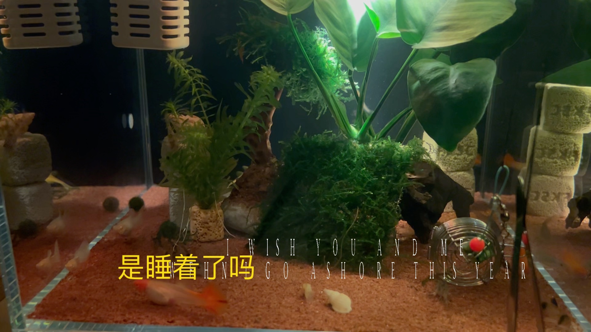 养了鱼就总是紧巴巴的