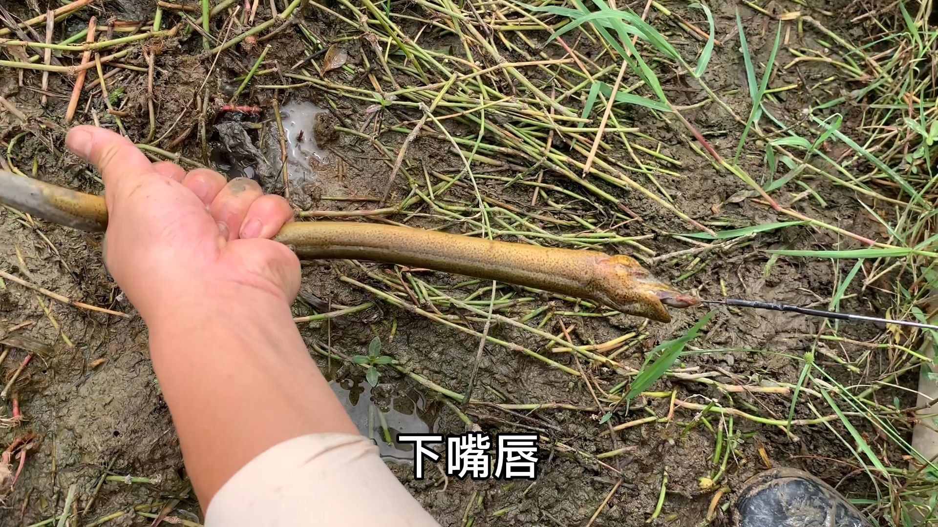 老淡钓黄鳝技术真不错下钩就上货教你如何确定黄鳝是否在洞里