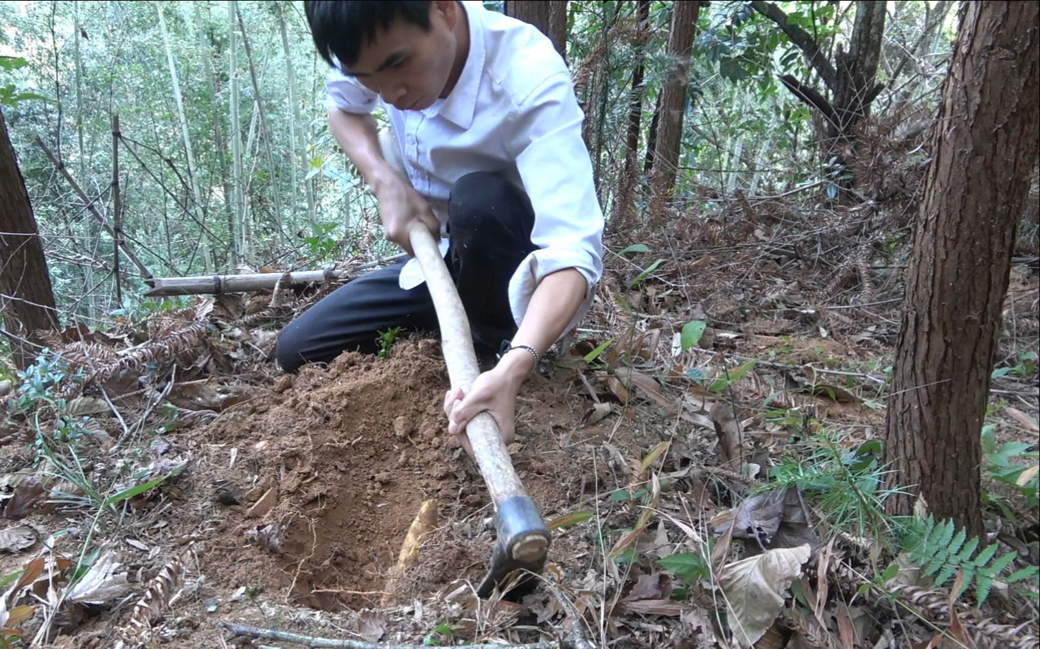 [图]阿洋趁兄弟还没来，赶快上山挖点笋来尝尝鲜