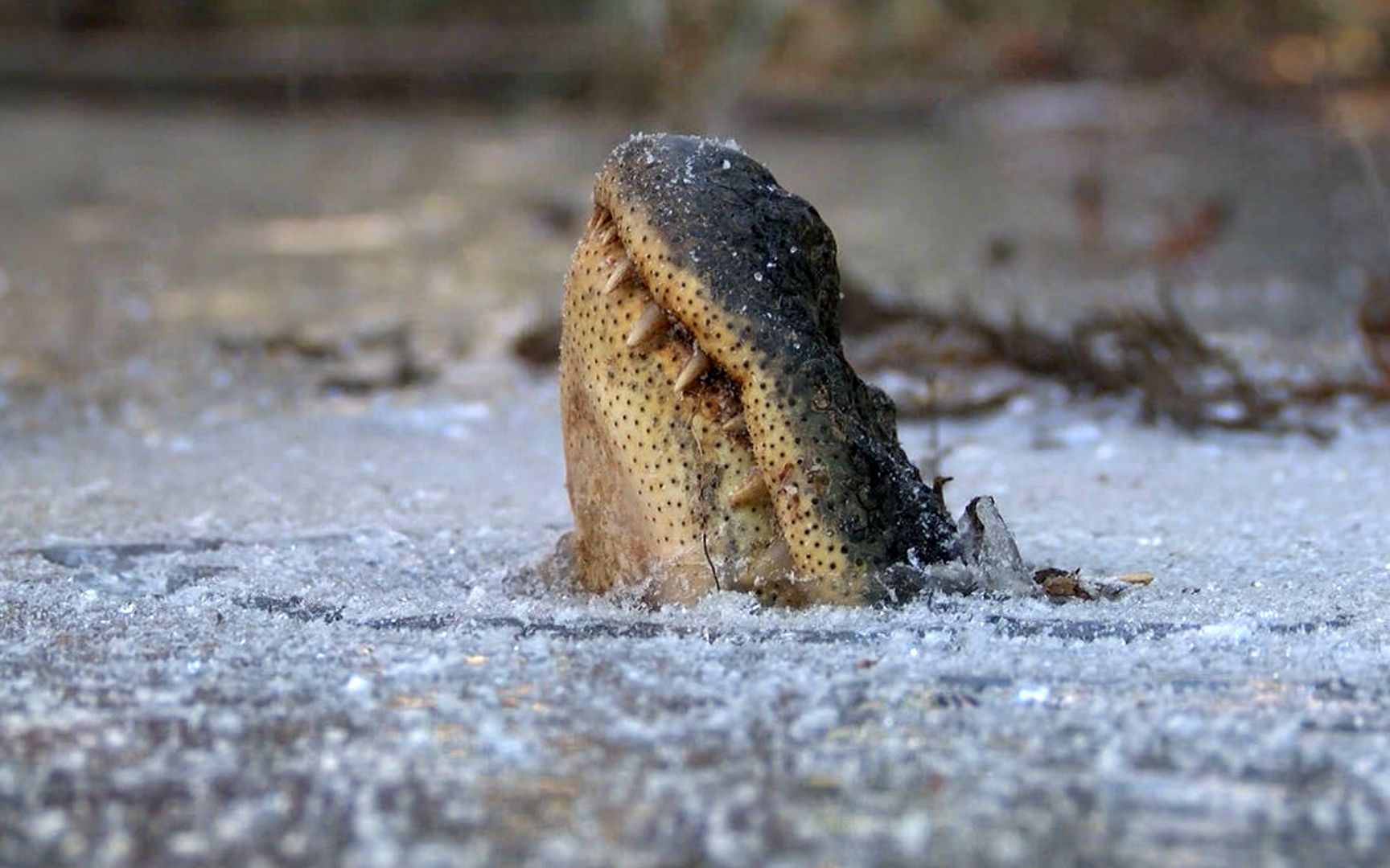鳄鱼遭遇极度严寒被冰冻住,但却还活着!挑战绝对惊人的生存技术