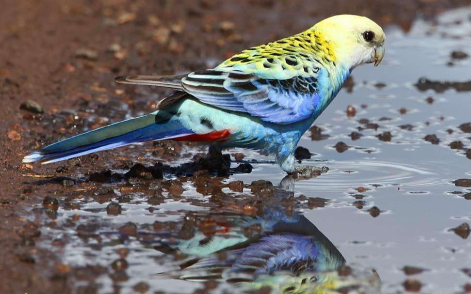 我超勇的之水妖鸟真的逊