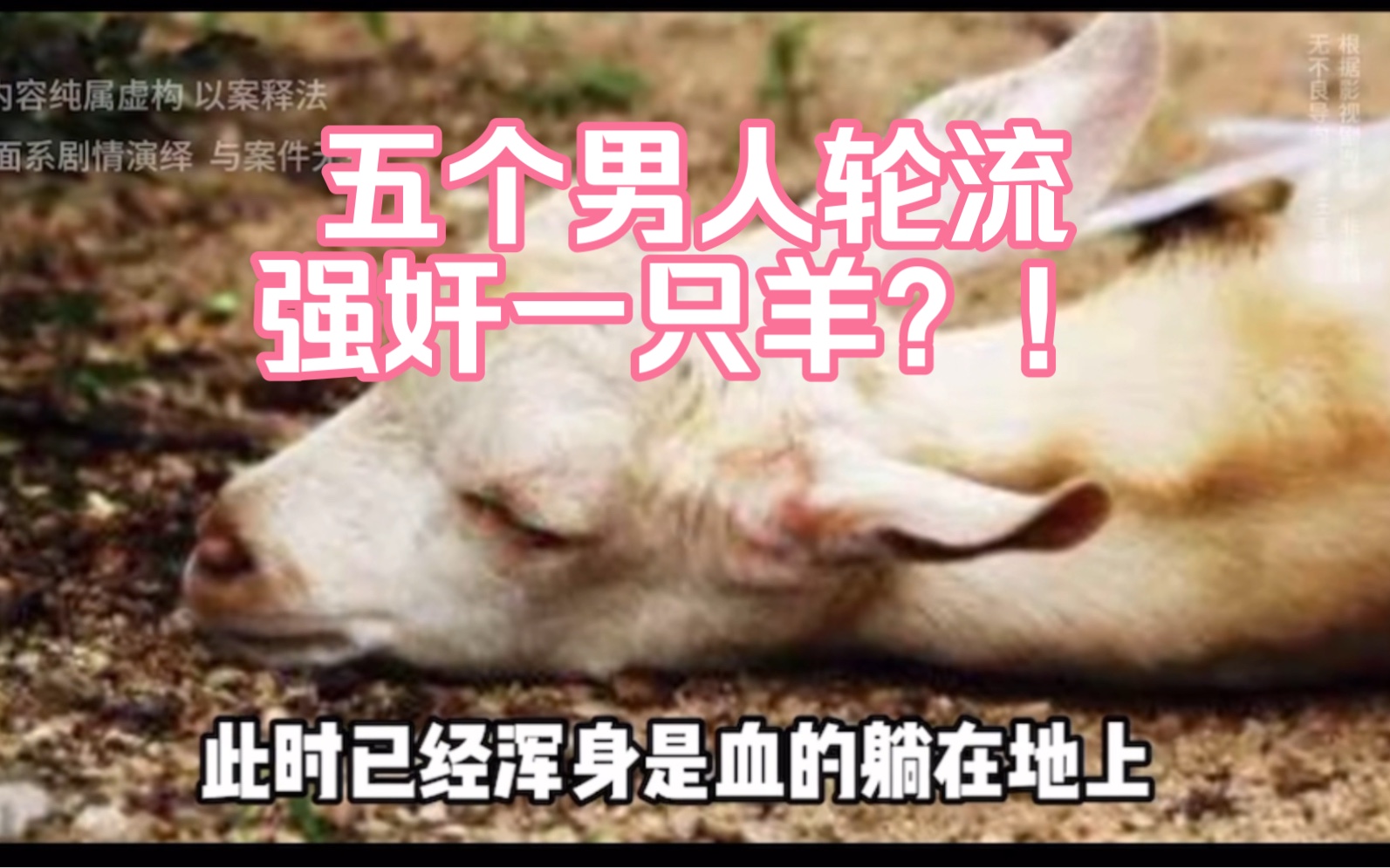 五个男人轮流 强奸一只羊?继强奸大猩猩后又一奇葩案件