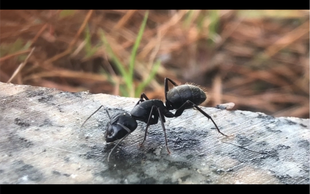 蚂蚁(ant)的种类繁多,世界上已知有11700多种,有21亚科283属,中国境内已确定的蚂蚁种类有600多种.哔哩哔哩bilibili