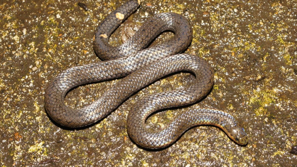 认识钝尾两头蛇