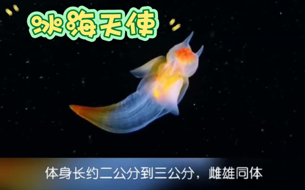 【生物向】冰海天使EVA裸海蝶-一剑善念-一剑善念-哔哩哔哩视频