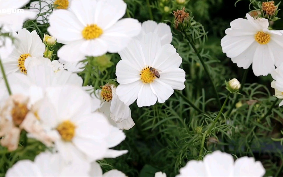 [图]春暖花开｜镜头下的春天气氛