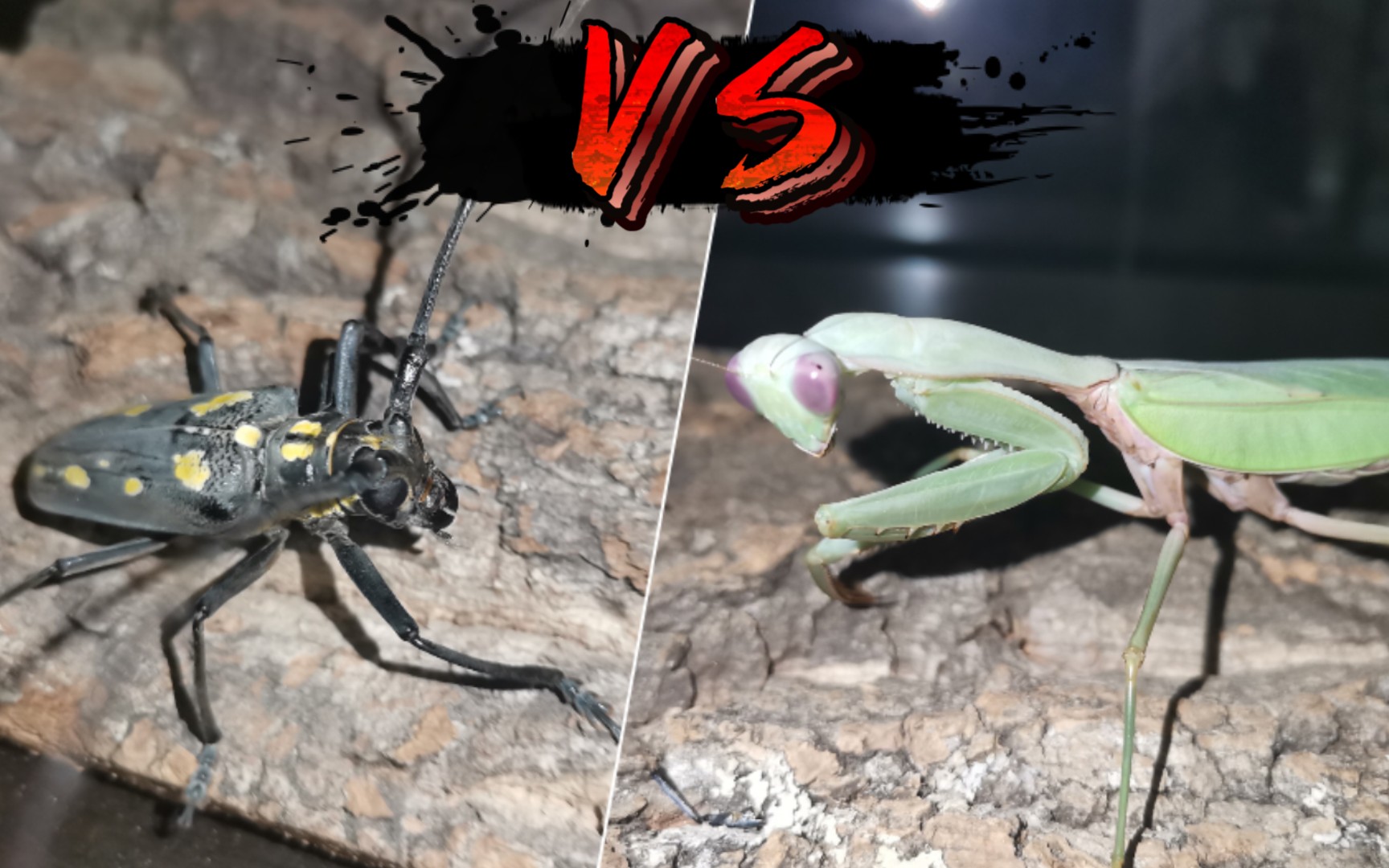 【史诗级大片】墨盖拉菱背螳恶战5cm云斑天牛 王者万岁!