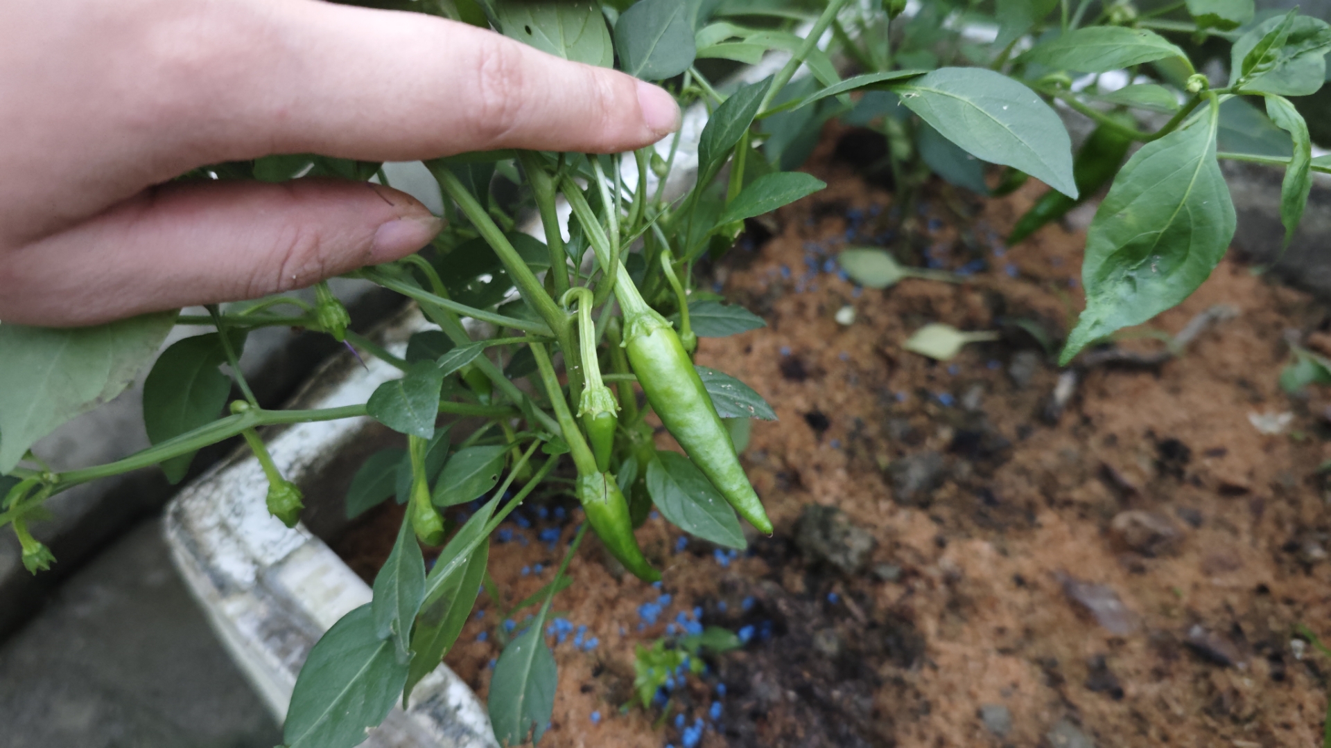 樟树港辣椒开箱 种植