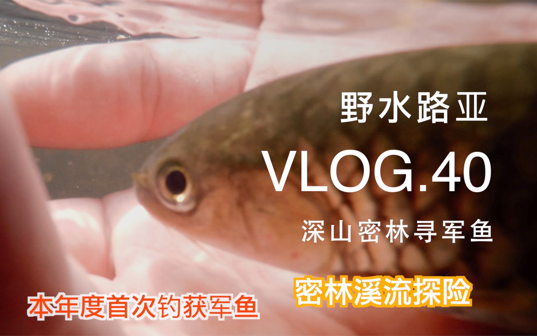 野水路亚VLOG.40 真正的深山密林溪流探钓 邱振华2019年第一条军鱼哔哩哔哩bilibili