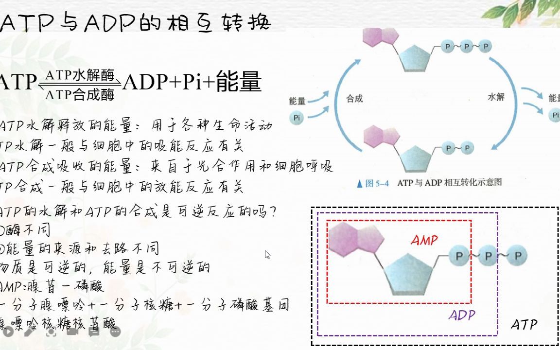 [图]细胞的能量货币-ATP