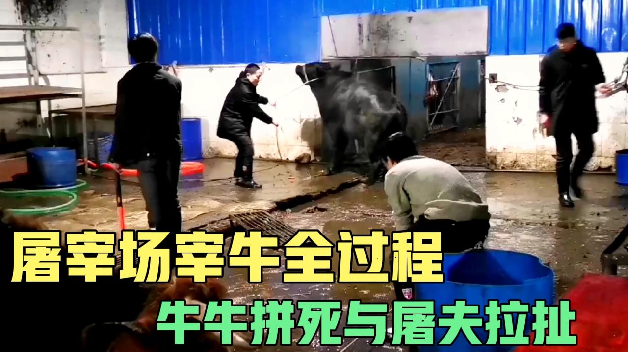 屠宰场杀牛全过程,牛牛拼死与屠夫拉扯,看完你还想吃牛肉吗哔哩哔哩bilibili