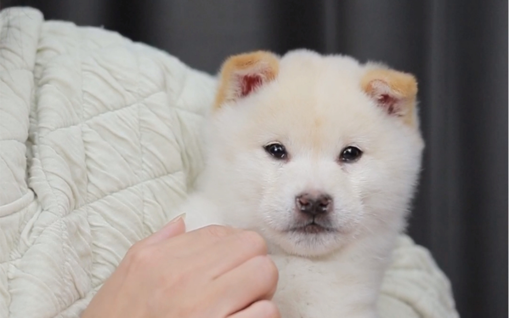 白柴犬小时候图片