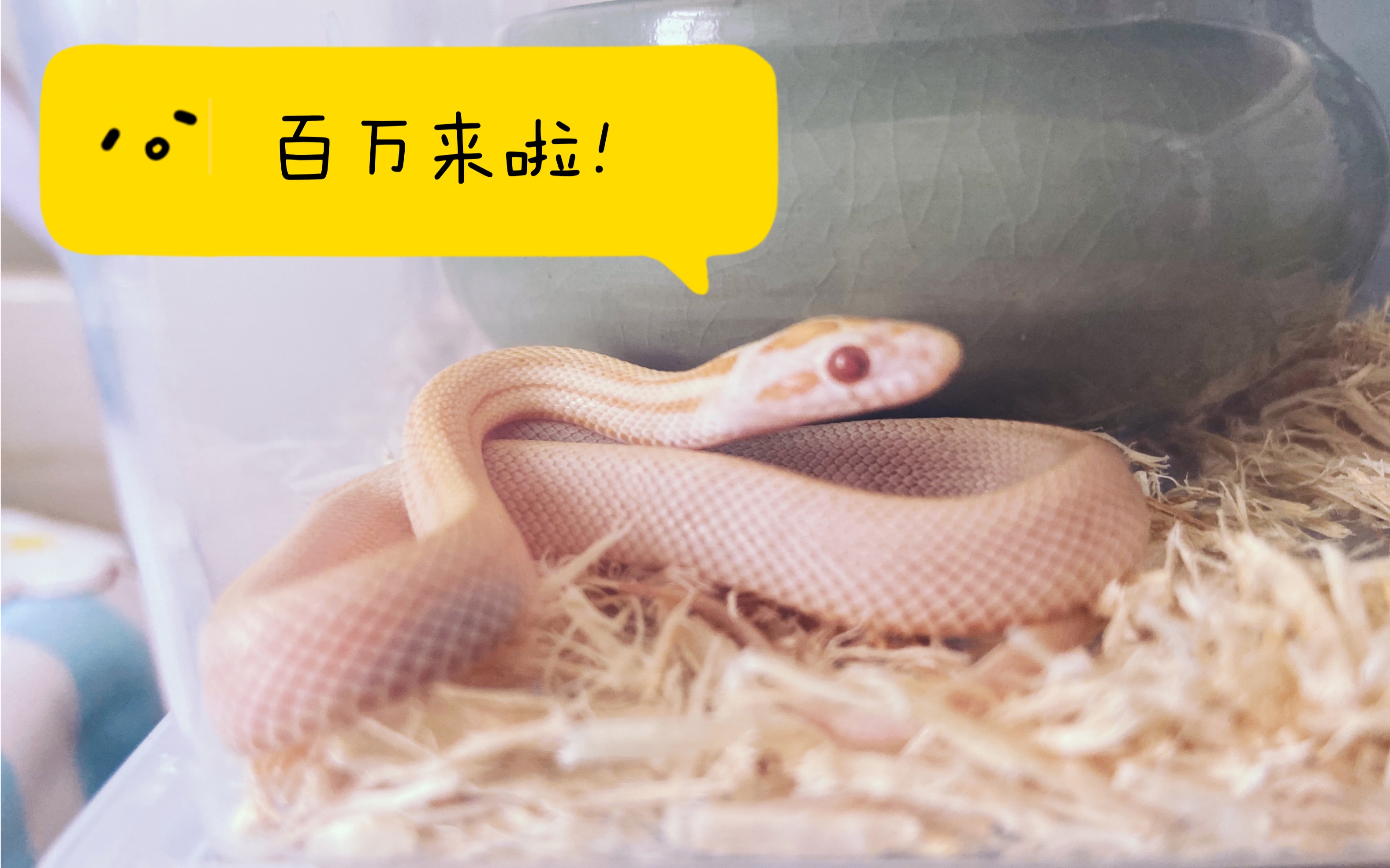 【开箱牛直玉米蛇】暴躁萝莉百万的初见杀!