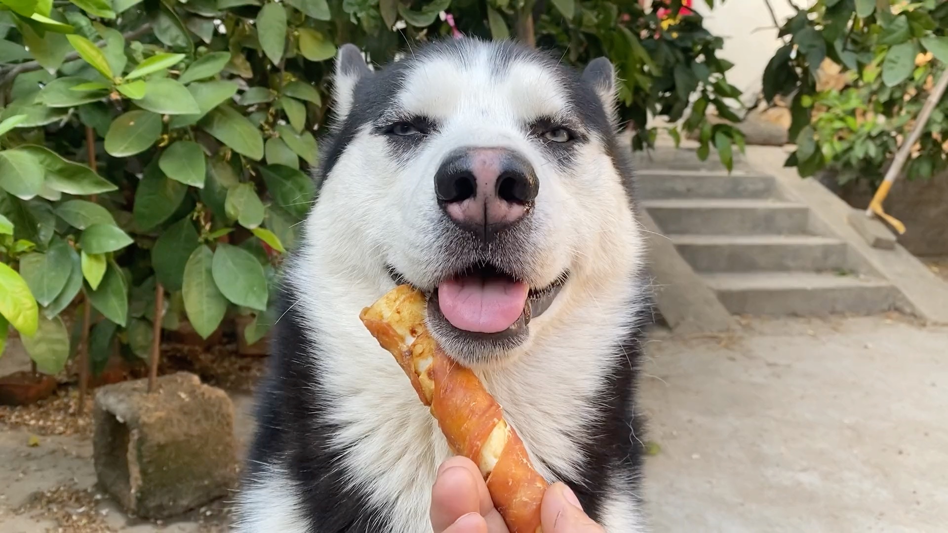 让地主叫一声太难了……#二哈 #哈士奇