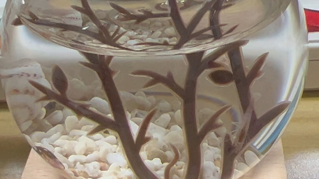 生态瓶 夏威夷火山虾