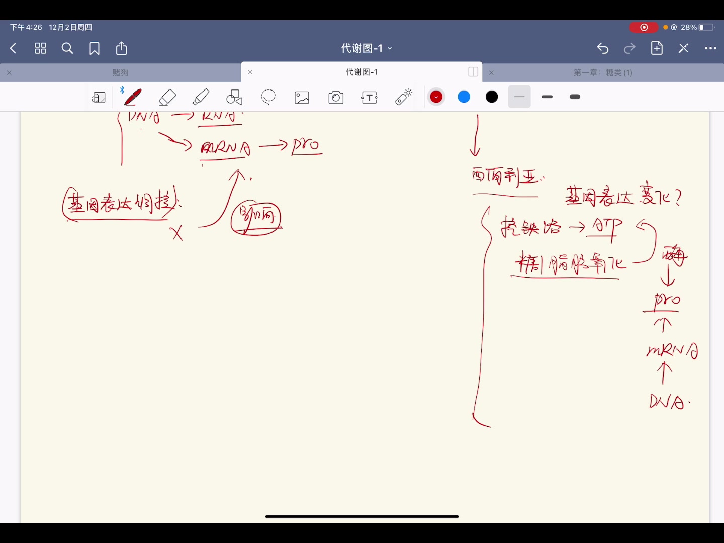 生物化学与分子生物学乳糖操纵子哔哩哔哩bilibili