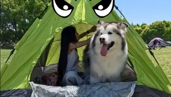 这次出来真是把狗子的脸丢尽了