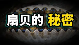 进化最成功的贝类，长了200眼睛的海鲜，百万海星的死和它有关？