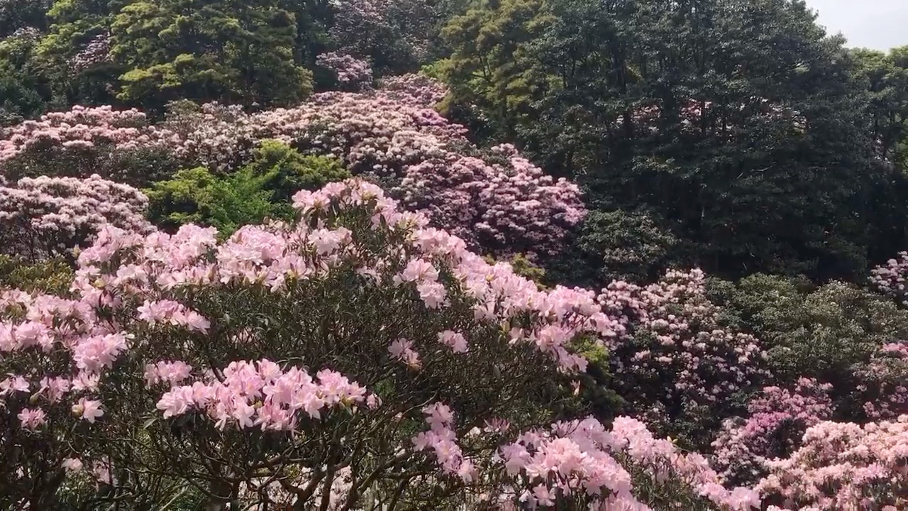 [图]漫山遍野的杜鹃花好壮观