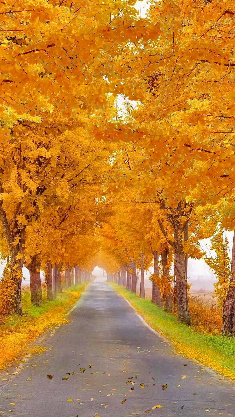 唯美意境 #治愈系风景