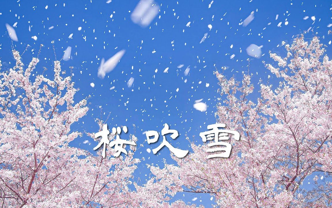 [4k] 桜吹雪  A shower of cherry blossom petals looks like snowing in the spring 哔哩哔哩bilibili