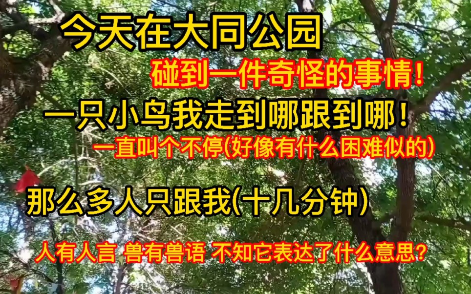 今天在大同公园遇到一件奇怪的事情,一只小鸟一直 跟我!哔哩哔哩bilibili