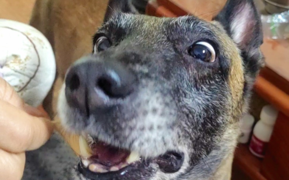 崩牙k变成了馋嘴k