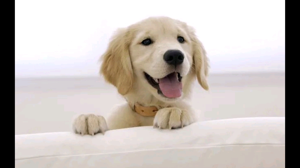 原创音乐,小狗汪汪汪