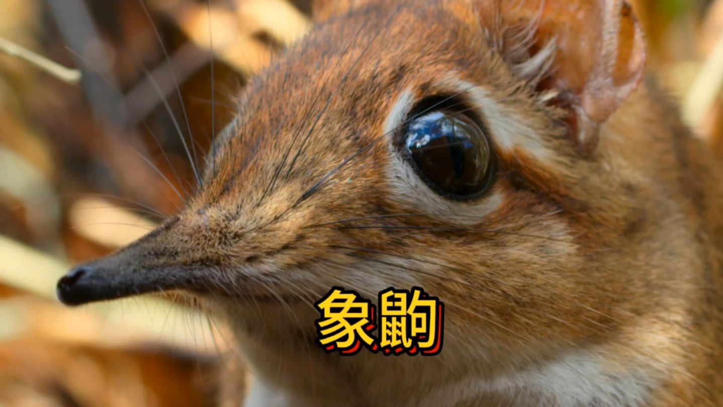 象鼩不是奔跑就是逃命的忙碌生活