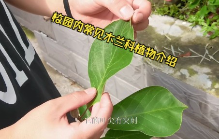 今天哥们我带你们认识认识学校里常见的木兰科植物!哔哩哔哩bilibili