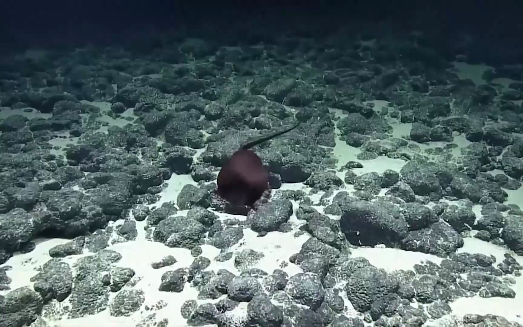 深海动物"吞噬鳗",能吞下比身体还大的食物,难道不会被撑爆?