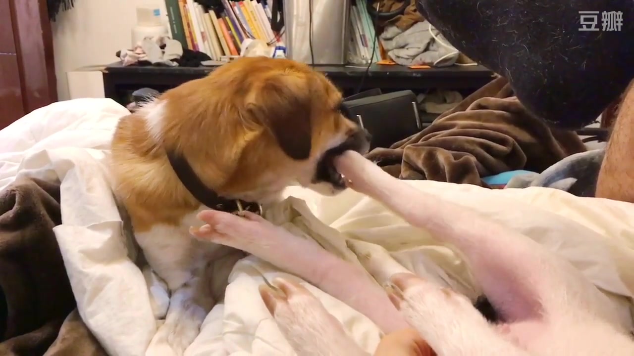 狗子的哪些瞬间让你你心都化了 狗啃猪蹄?~le flaneur的豆瓣广播