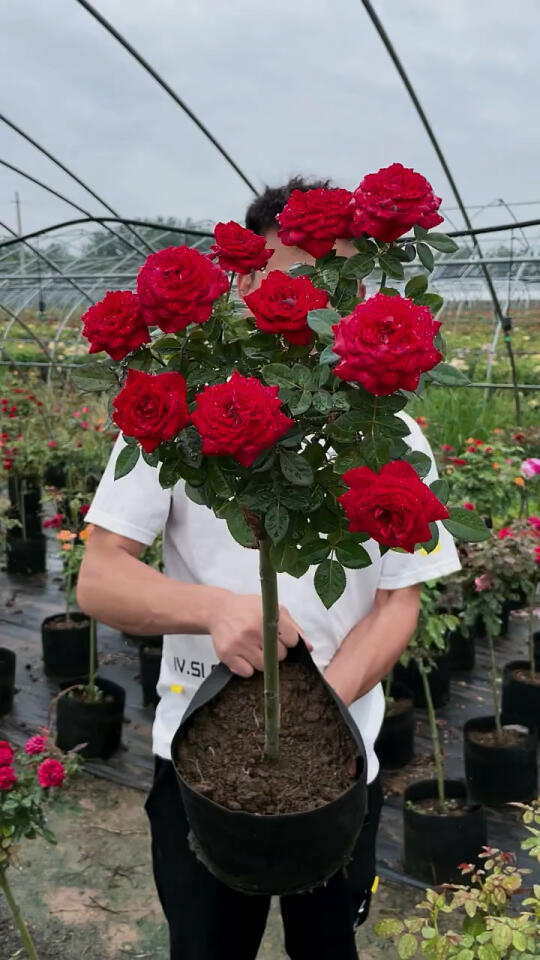 钻石玫瑰棒棒糖月季 "花卉绿植 "树桩月季 "月季花