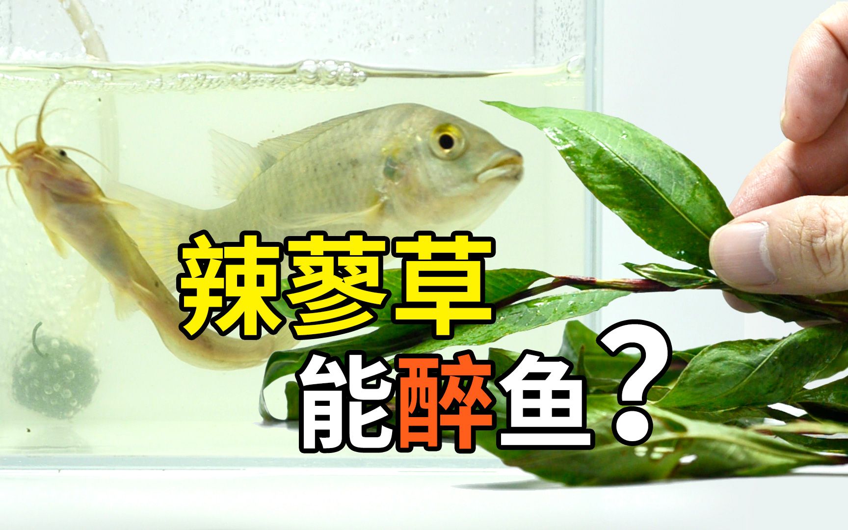 辣蓼草能醉鱼,捞条罗非鱼和埃及塘鲺实验下,鱼会醉吗?