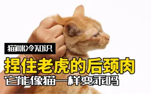 Download Video: 捏住老虎的后颈肉，它能像猫一样变乖吗？