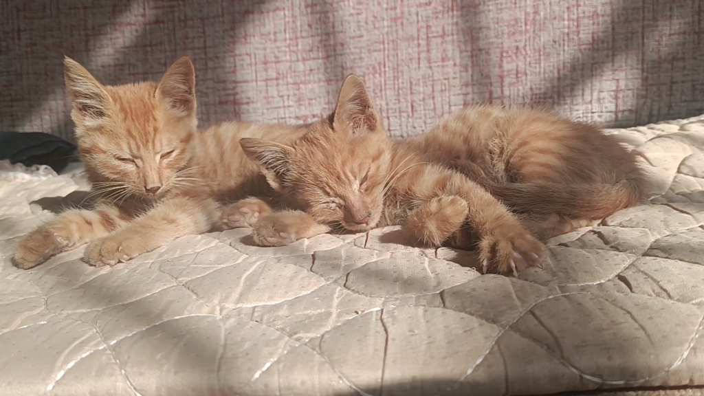 邻居家的小猫咪,两只小小的橘猫晒太阳,相互依偎好惬意哦
