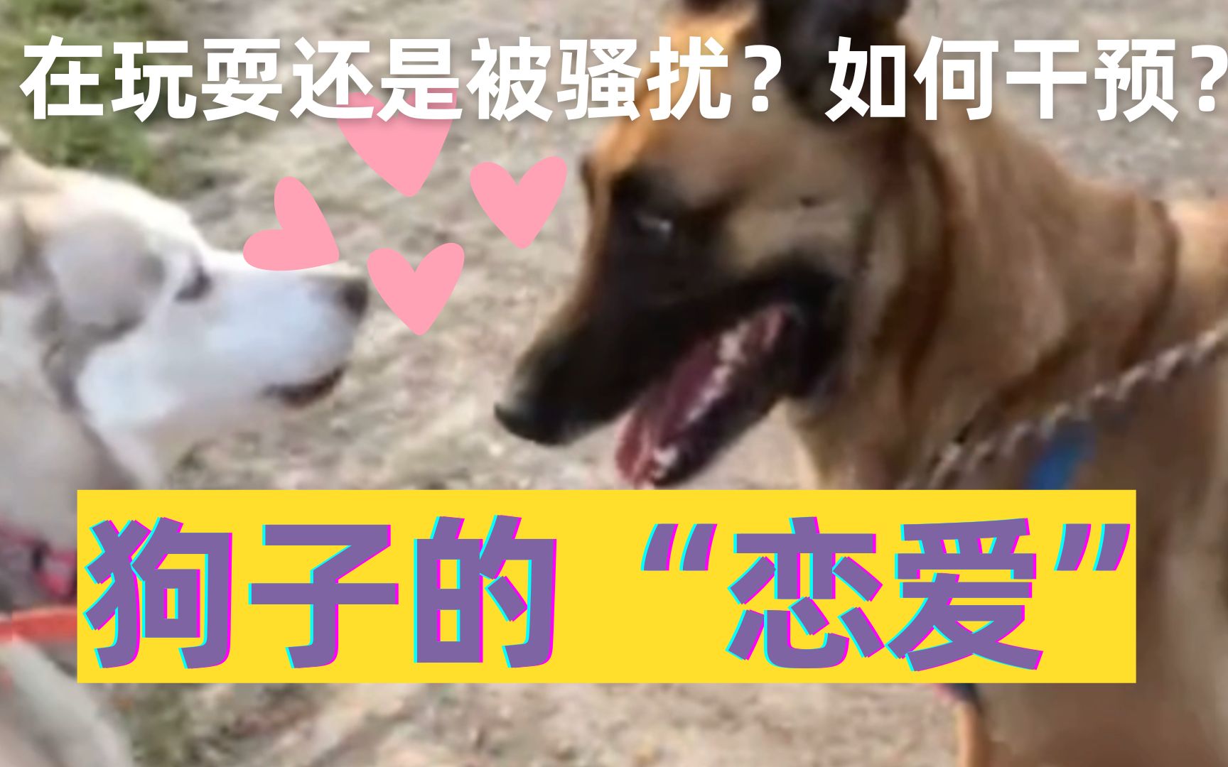 [图]哈 士 奇 妹 妹 为 何 怒 拒 马 犬 弟 弟？