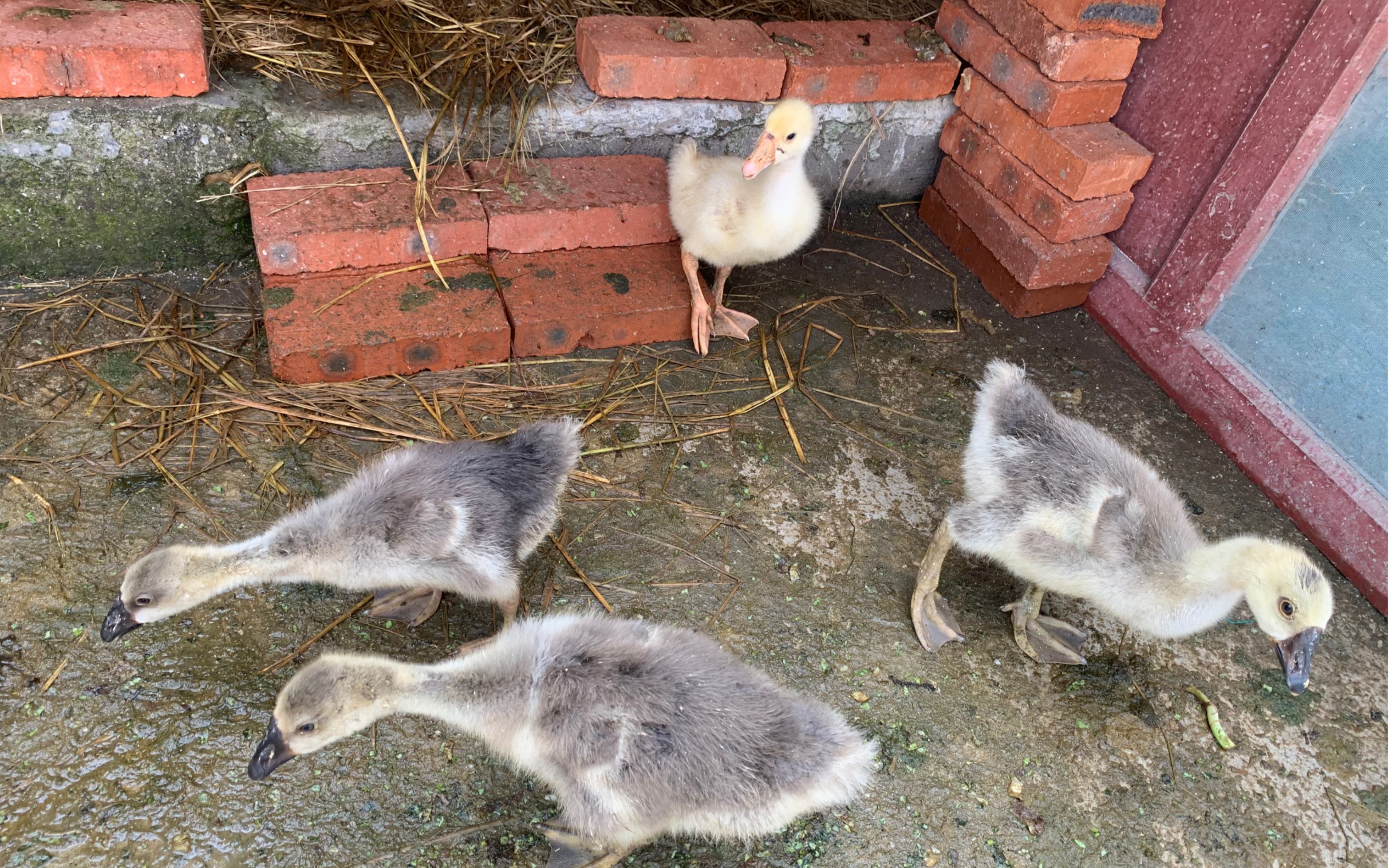 社会鹅的软萌小时候