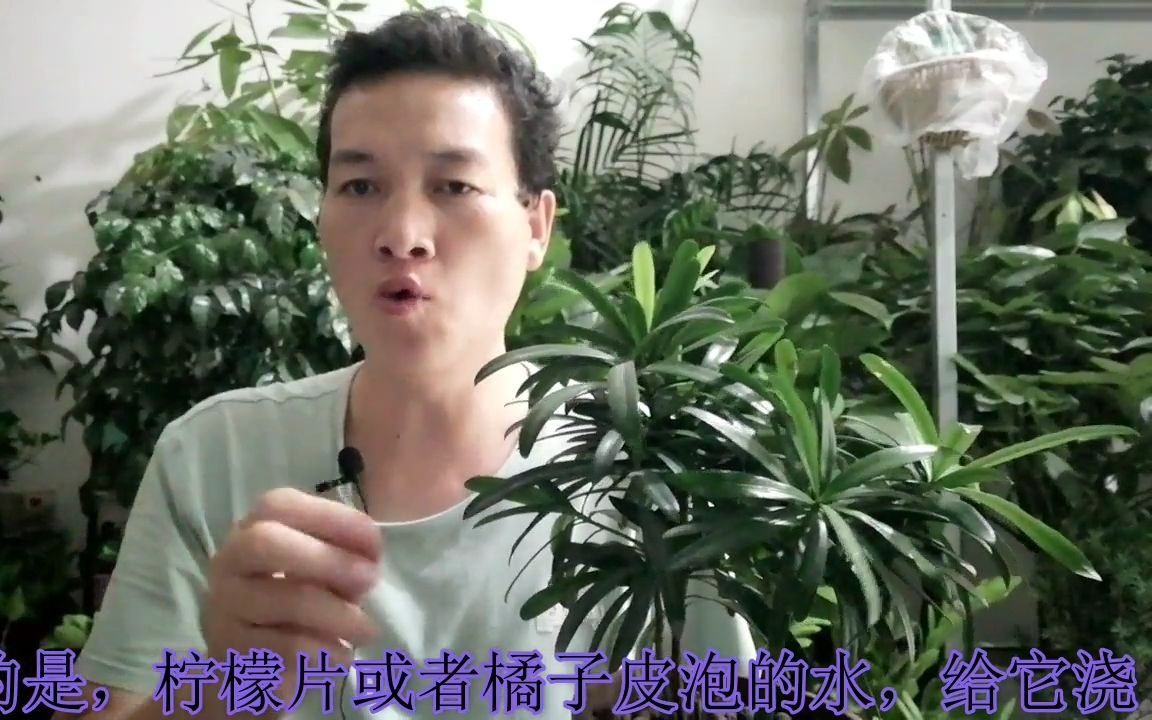 如何长期保持,盆栽罗汉松的紧凑树形哔哩哔哩bilibili