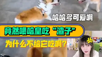 周姐看“哈皇"被欺负，立马抱不平。周姐：它多乖啊？