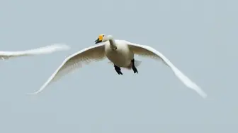 Скачать видео: 官厅水库湿地，佩戴环志的大天鹅展翅高飞