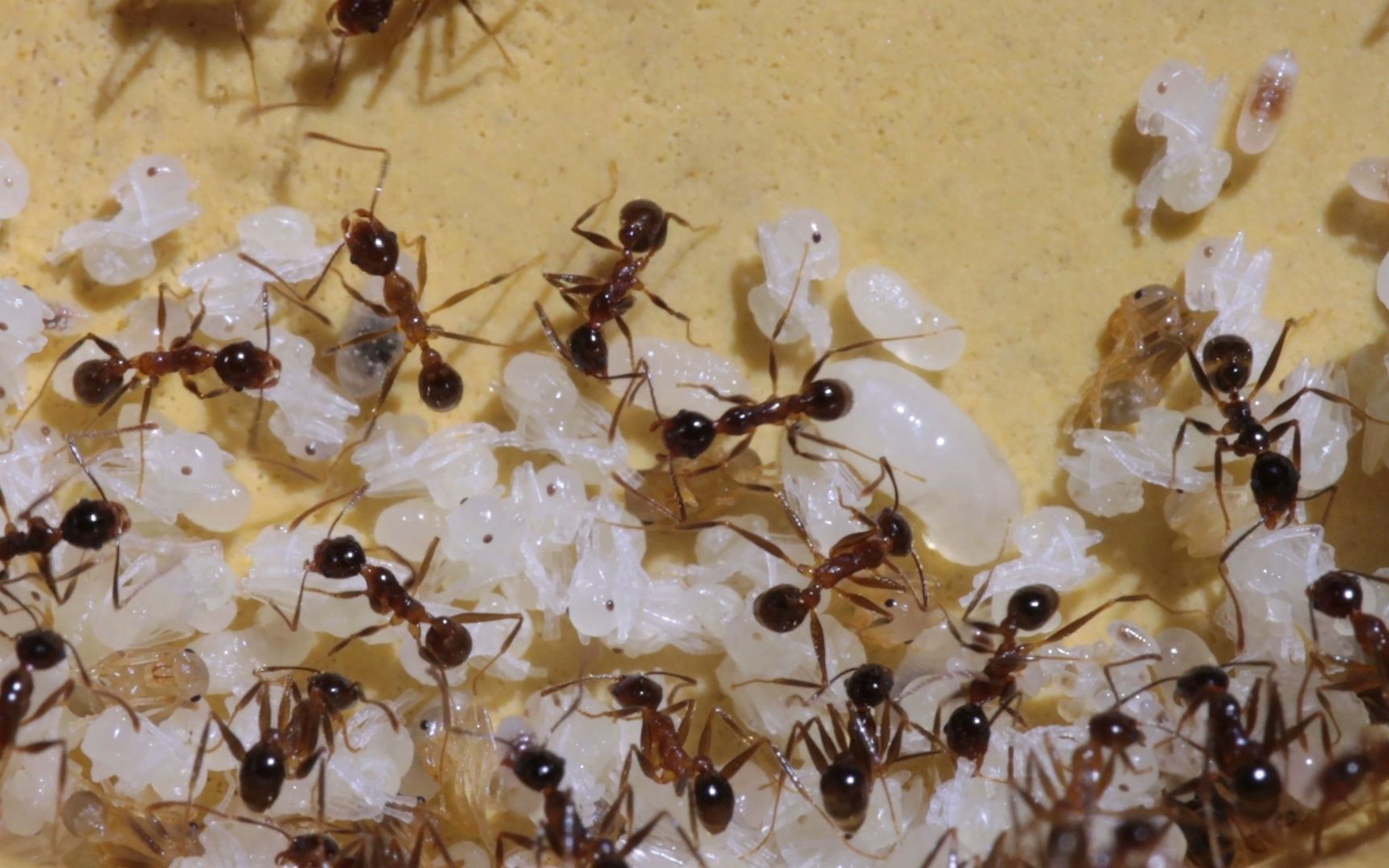 pheidole nodus 宽结大头蚁_20221027_03