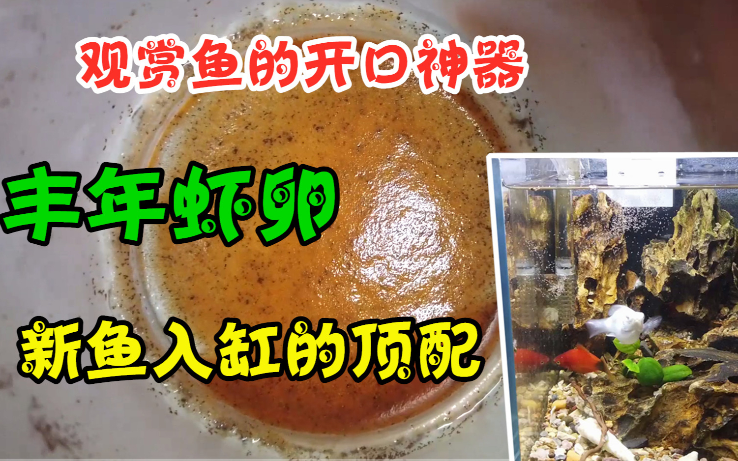 18600多只丰年虾喂鱼不到30秒吃完这吃相我都心动了