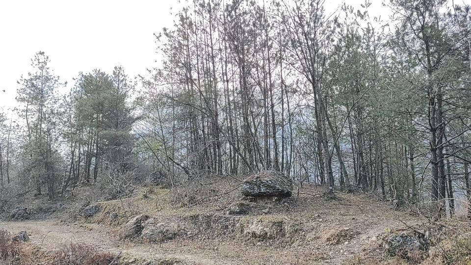 [图]治愈系美景野生药材乌头附子味辛性大热归肝心脾肾经祛风除湿温经散寒回阳救逆此物大毒忌阴虚阳亢，不能与半夏瓜蒌白芨川贝母浙贝白敛一起用