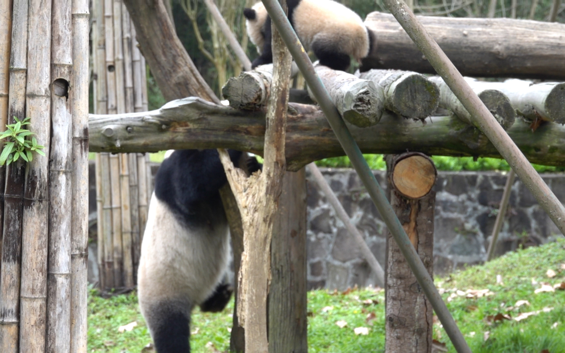 【大熊猫禄禄】小屁孩,怎么可能斗得过你老娘